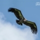The White-rumped Vulture, by Saniar Rahman Rahul