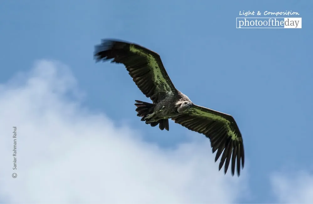 The White-rumped Vulture by Saniar Rahman Rahul