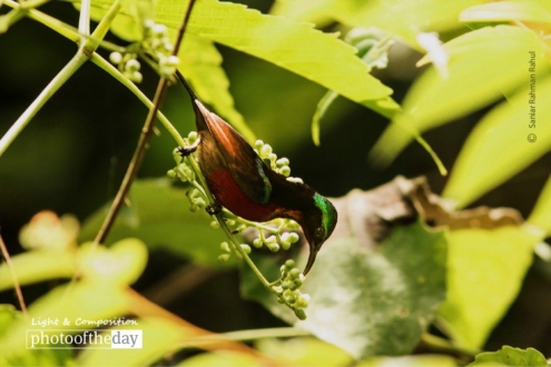 The Purple-throated Sunbird, by Saniar Rahman Rahul - Wildlife Photography, Nature Photography, Purple-throated Sunbird, Bird Photography, Photography Awards