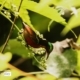 The Purple-throated Sunbird, by Saniar Rahman Rahul