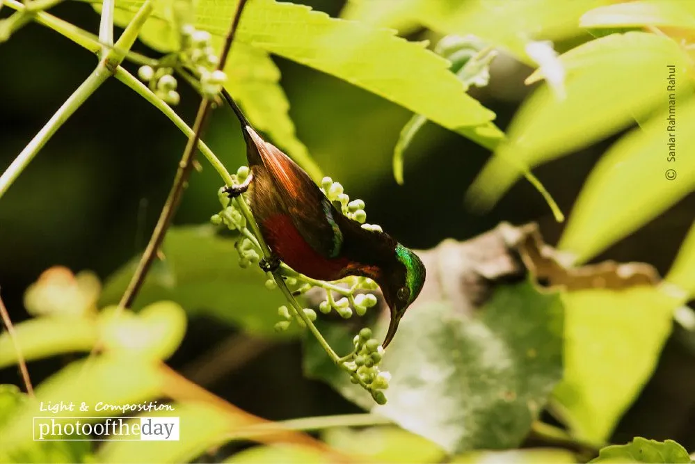 The Purple-throated Sunbird by Saniar Rahman Rahul