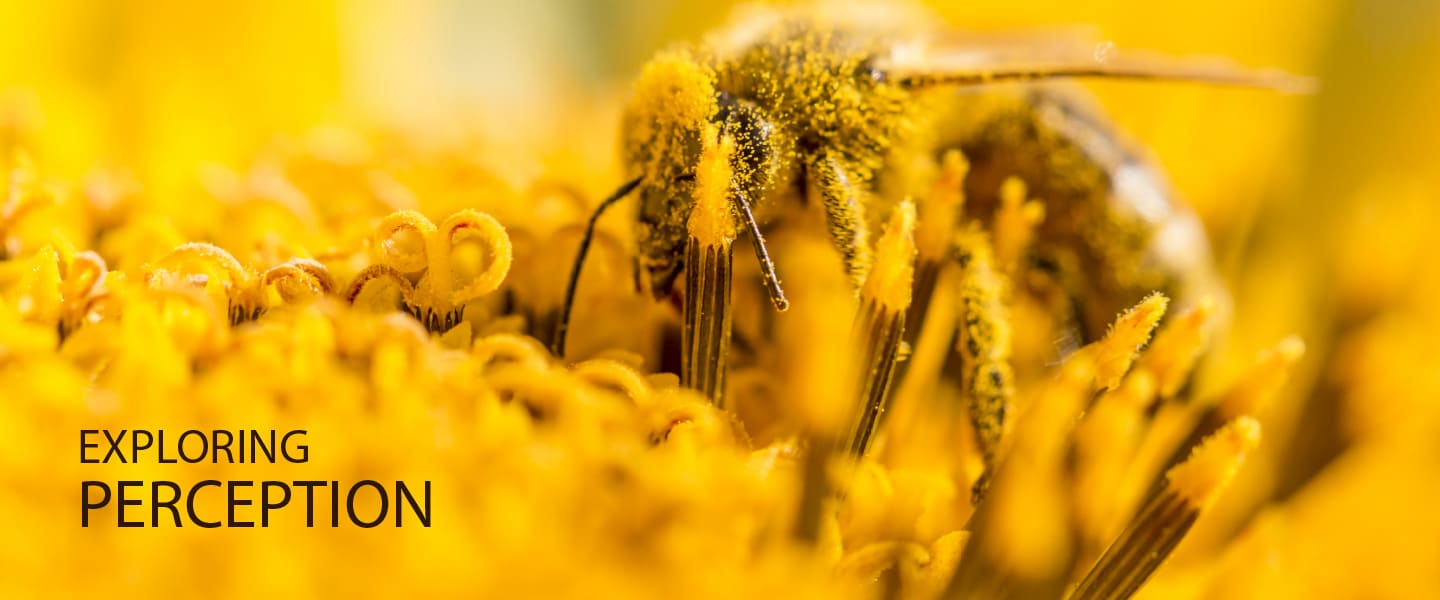 Exploring Perception - Photography Course, Online Photography Courses, Photography Education, Visual Storytelling, Perception