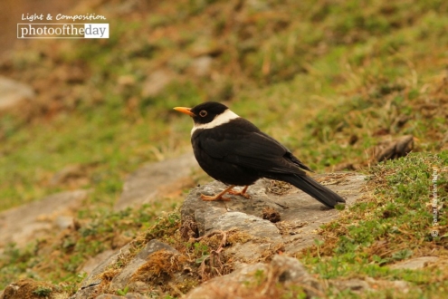 The White-collared Blackbird, by Saniar Rahman Rahul - Wildlife Photography, Photo of the Day, Photography Awards, Nature Photography, Bird Photography