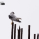 The Black Shoulder Kite, by Saniar Rahman Rahul