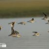 Terek Sandpiper, by Saniar Rahman Rahul - Wildlife Photography, Photo of the Day, Terek Sandpiper, Photography Awards, Light & Composition