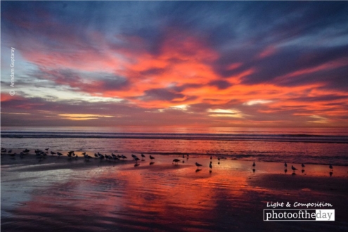Birds, Sea, and the Fiery Sky by Arindam Guptaray