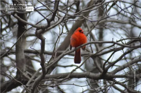 Red Robin in Central Park, by Des Brownlie - Wildlife Photography, Photo of the Day, Award Winning Photography, Red Robin, Des Brownlie