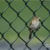 Bird in a Wire, by Des Brownlie - Wildlife Photography, Photo of the Day, Bird Photography, Photography Awards, Nature Photography