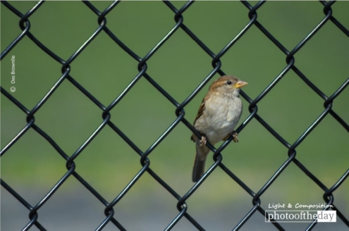 Bird in a Wire by Des Brownlie