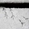 Tiny Footprints, by Tisha Clinkenbeard - Nature Photography, Photography Awards, Photo of the Day, Online Photography Courses, Art Photography