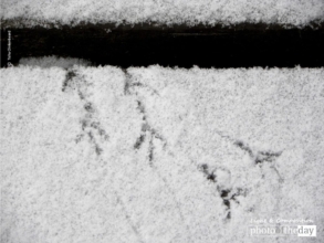 Tiny Footprints by Tisha Clinkenbeard