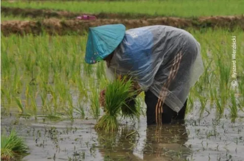 A Laotian Farmer by Ryszard Wierzbicki