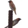 Scaly-breasted Munia by Saniar Rahman Rahul