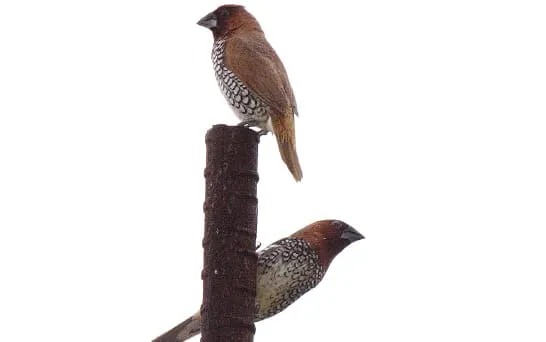 Scaly-breasted Munia by Saniar Rahman Rahul