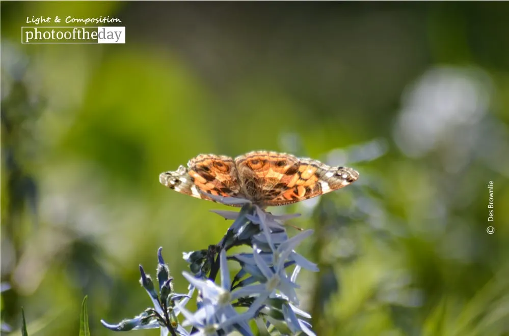 Butterfly Resting, by Des Brownlie - Close-up Photography, Photography Awards, Photo of the Day, Nature Photography, Des Brownlie