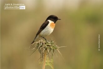 Male White Tailed Stonchat by Saniar Rahman Rahul