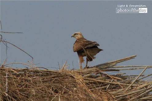 Long-legged Buzzard by Saniar Rahman Rahul