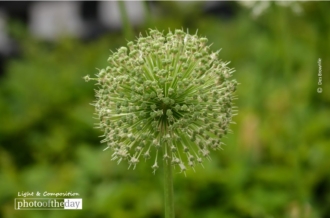 Full Bloom by Des Brownlie