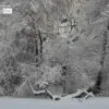 Winter in the Park, by Des Brownlie - Nature Photography, Photography Awards, Photo of the Day, Winter Photography, Central Park