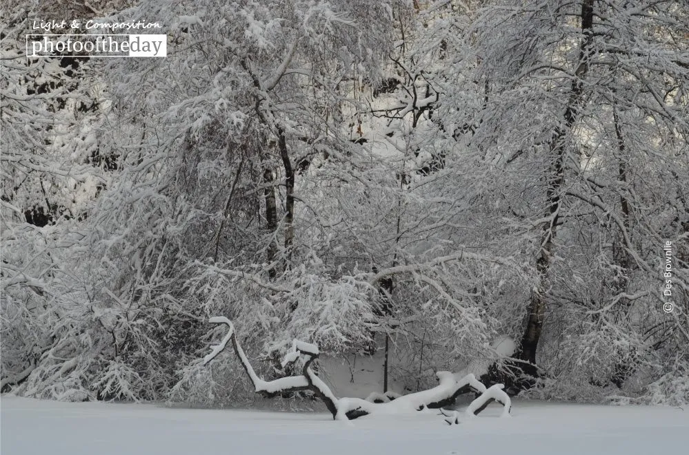 Winter in the Park by Des Brownlie