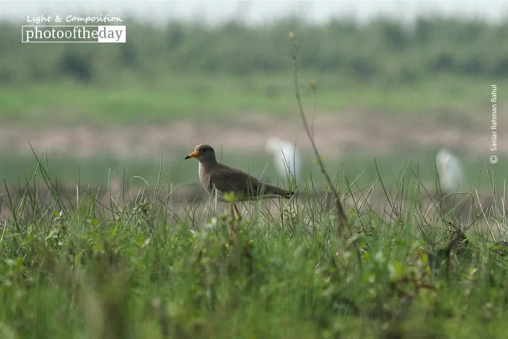 Grey-headed Lapwing by Saniar Rahman Rahul