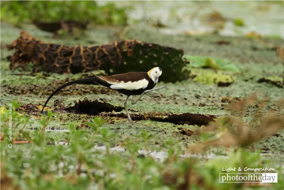 Pheasant-tailed Jacana by Saniar Rahman Rahul