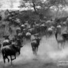 Serengeti Wildebeest Migration by Martin Meyer