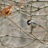 Chickadee in the Fall by Tisha Clinkenbeard