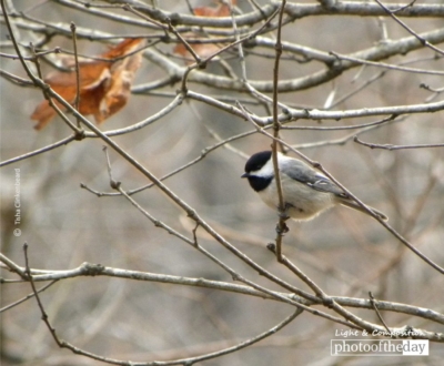 Chickadee in the Fall, by Tisha Clinkenbeard - Nature Photography, Wildlife Photography, Photography Awards, Photo of the Day, Chickadee