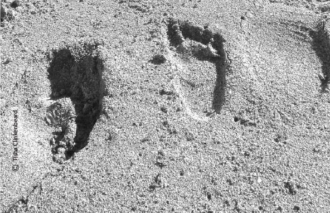 Footprints in the Sand by Tisha Clinkenbeard