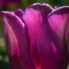 Glowing Tulip, by Zahraa Al Hassani - Photo of the Day, Color Photography, Photojournalism, Art Photography, Photography Awards