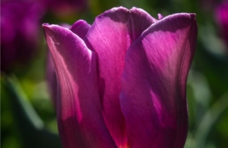 Glowing Tulip by Zahraa Al Hassani