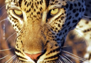 Patrolling the Territory by Martin Meyer