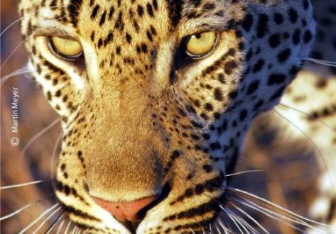 Patrolling the Territory, by Martin Meyer - Wildlife Photography, Photojournalism, Photography Awards, Art Photography, Online Photography Courses