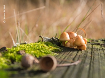 Small Autumn World by Rob van der Waal
