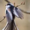 Long Tail Tit Showing Its Colors and Feathers, by Rob van der Waal - Wildlife Photography, Nature Photography, Photo of the Day, Long-Tailed Tit, Rob van der Waal