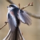 Long Tail Tit Showing Its Colors and Feathers, by Rob van der Waal