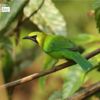 Golden-fronted Leafbird, by Saniar Rahman Rahul - Wildlife Photography, Photography Awards, Photo of the Day, Nature Photography, Golden-fronted Leafbird