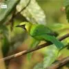Golden-fronted Leafbird by Saniar Rahman Rahul