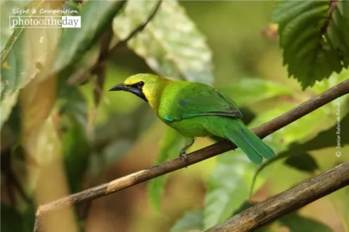 Golden-fronted Leafbird by Saniar Rahman Rahul