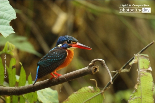 The Blue-eared Kingfisher by Saniar Rahman Rahul
