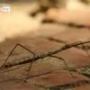 Stick Insect, by Saniar Rahman Rahul - Nature Photography, Close-up Photography, Wildlife Photography, Photo of the Day, Photography Awards