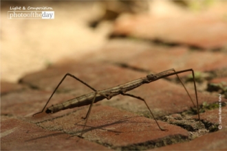 Stick Insect by Saniar Rahman Rahul