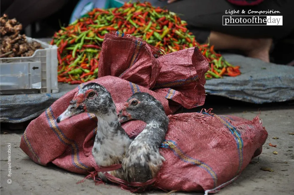 Poultry for Sale by Ryszard Wierzbicki