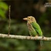 The Lineated Barbet, by Saniar Rahman Rahul - Wildlife Photography, Photo of the Day, Photography Awards, Lineated Barbet, Art Photography