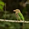 The Lineated Barbet by Saniar Rahman Rahul