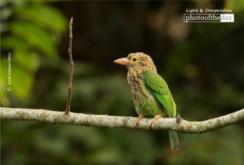 The Lineated Barbet, by Saniar Rahman Rahul - Wildlife Photography, Photo of the Day, Photography Awards, Lineated Barbet, Art Photography