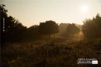 Morning Light by Rob van der Waal