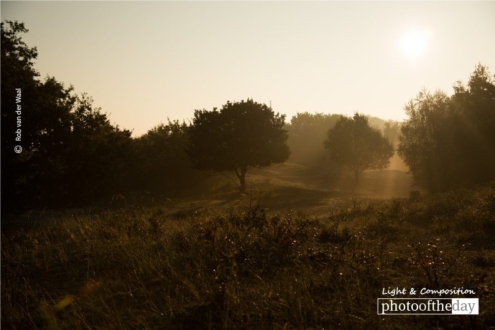 Morning Light by Rob van der Waal