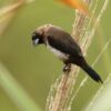White-rumped Munia, by Saniar Rahman Rahul - Wildlife Photography, Photo of the Day, Photography Awards, White-rumped Munia, Saniar Rahman Rahul